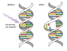 DNA Mutation